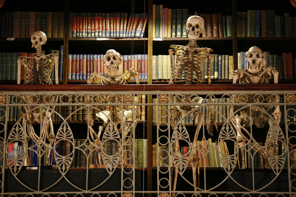 Grant Museum of Zoology Skeletons